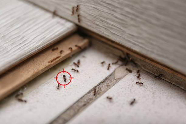Best Commercial Pest Control Services  in Dover, NH